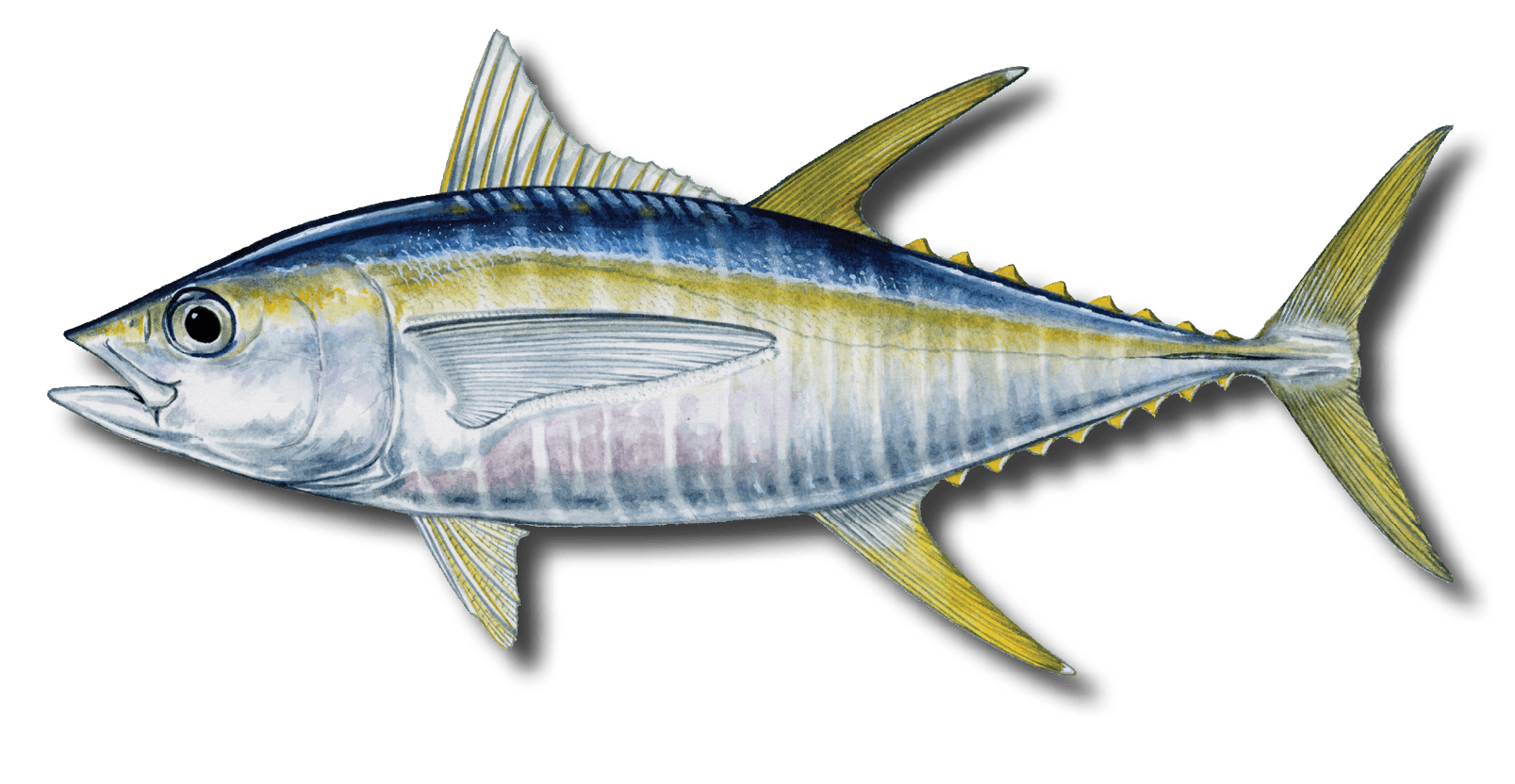 Yellow tuna large