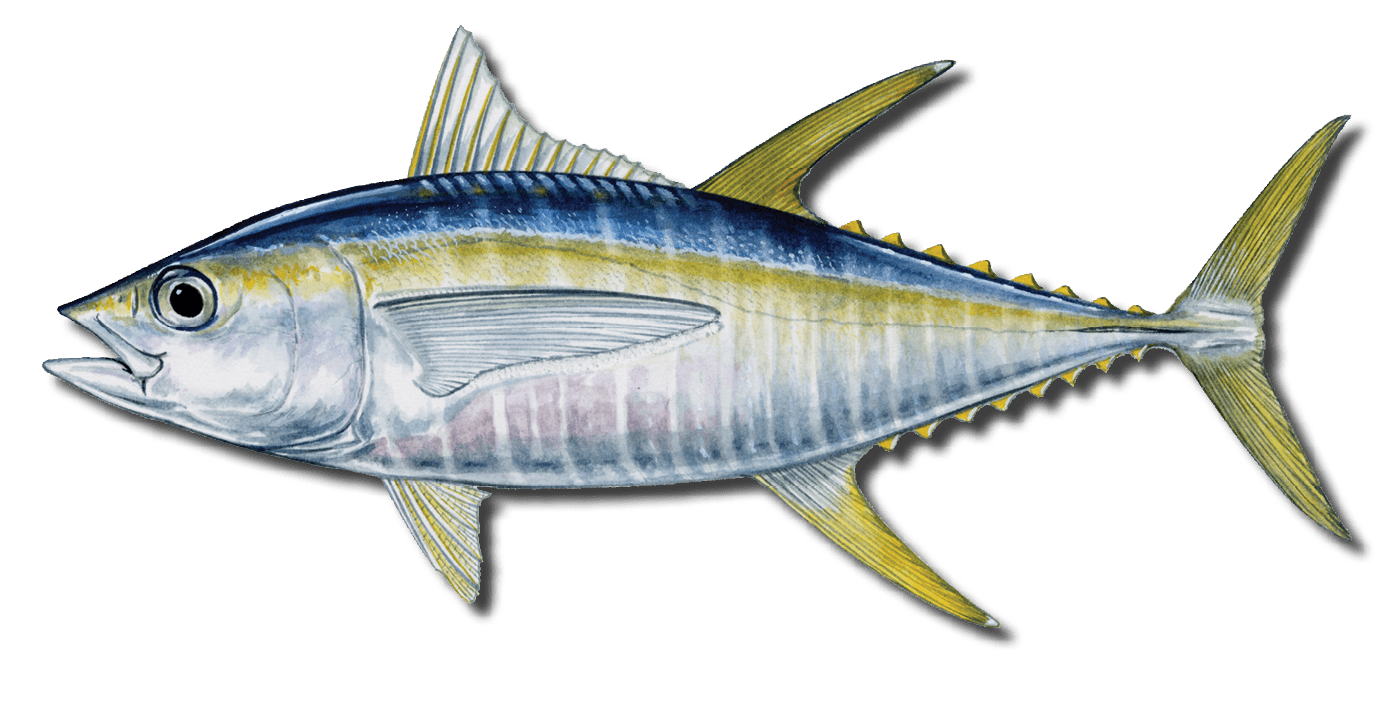 Yellow tuna large