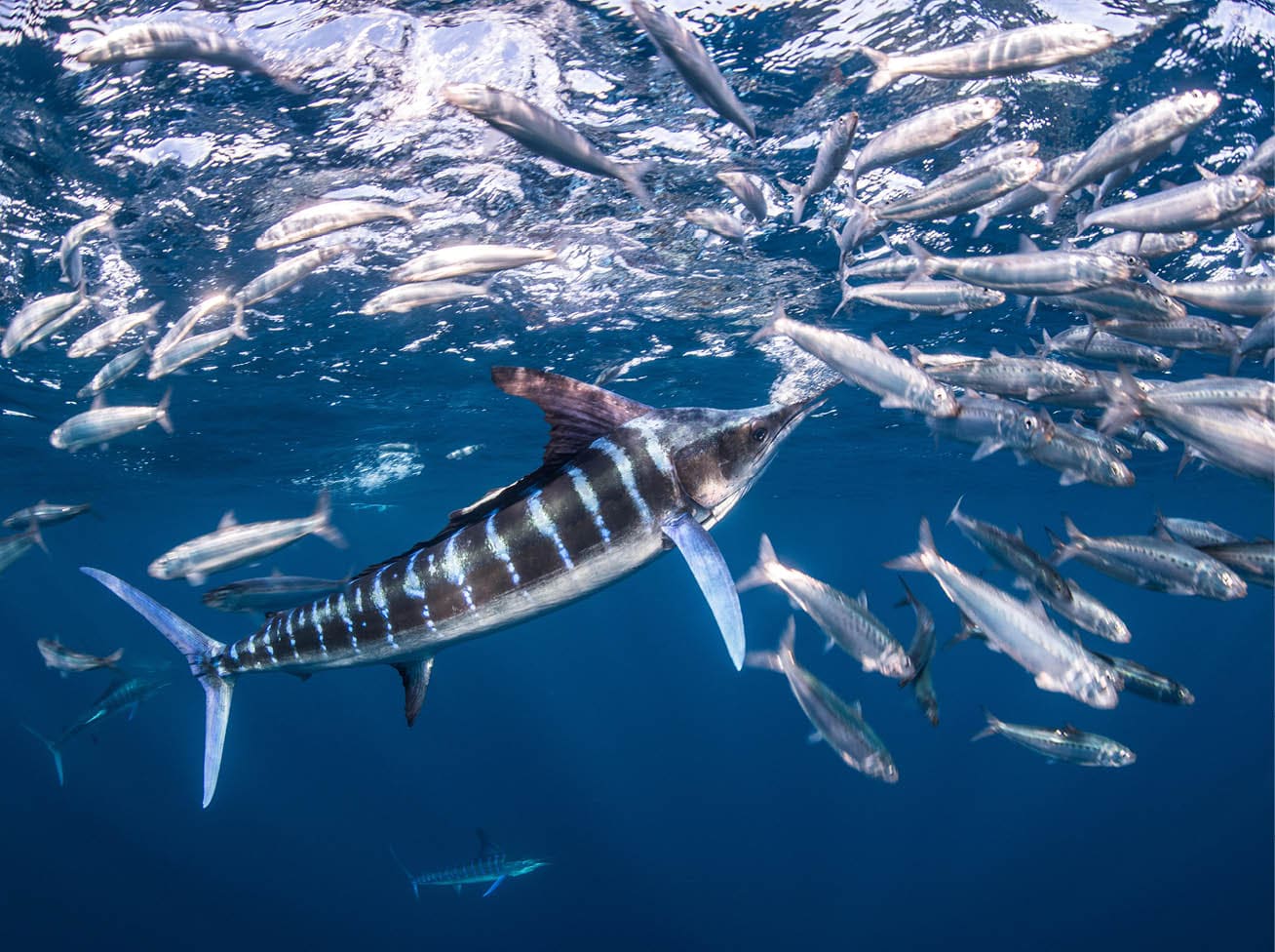 RJPPJT Striped marlin hunting mackerel and sardines