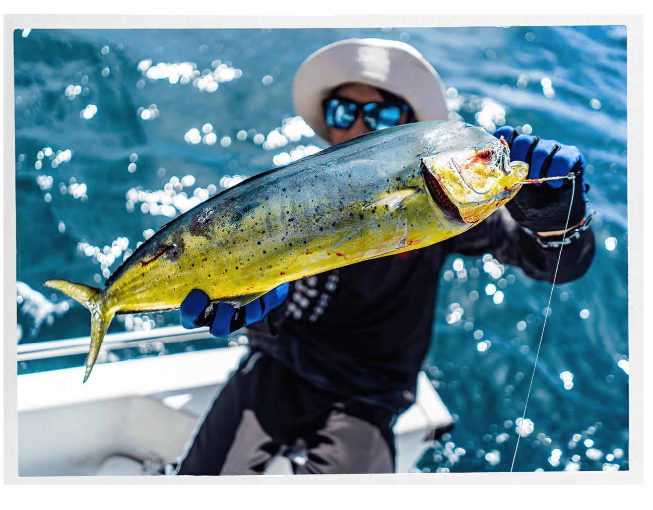 Common dolphinfish fishermen catch  in the sea.