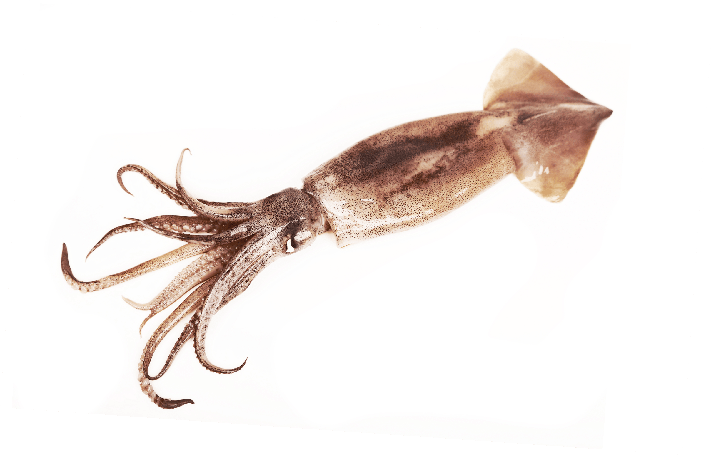 Fresh squid isolated on white background 