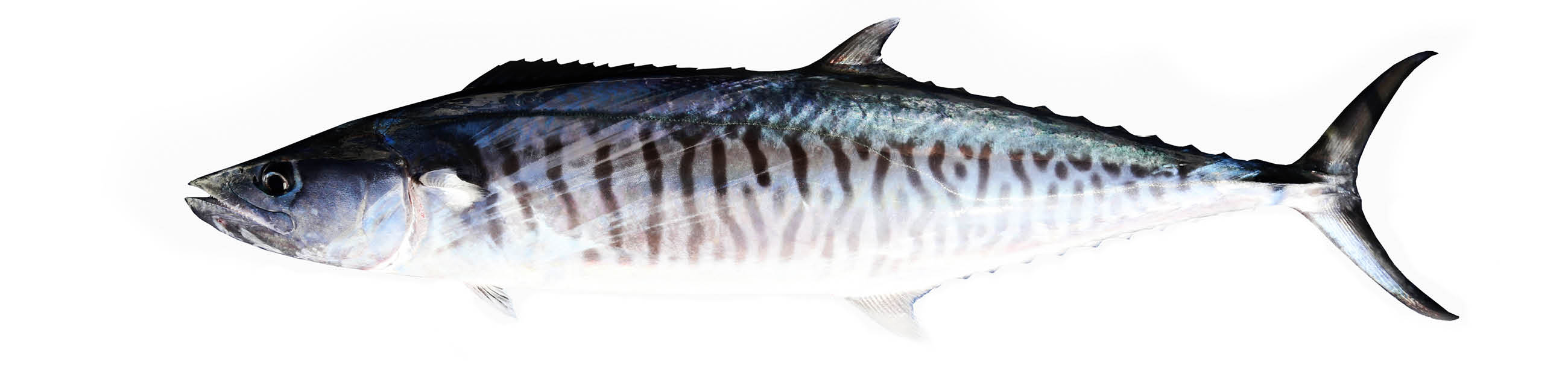 Fresh Pacific king mackerels or Scomberomorus fish isolated on white background and have clipping paths.